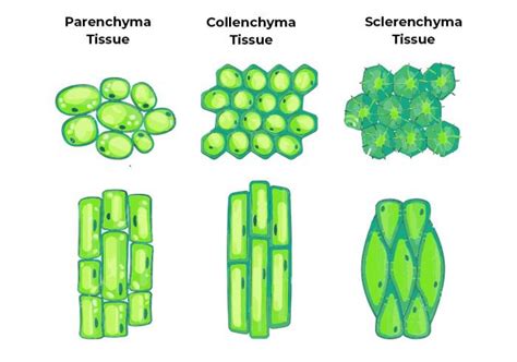 Sclerenchyma Tissue Labeled