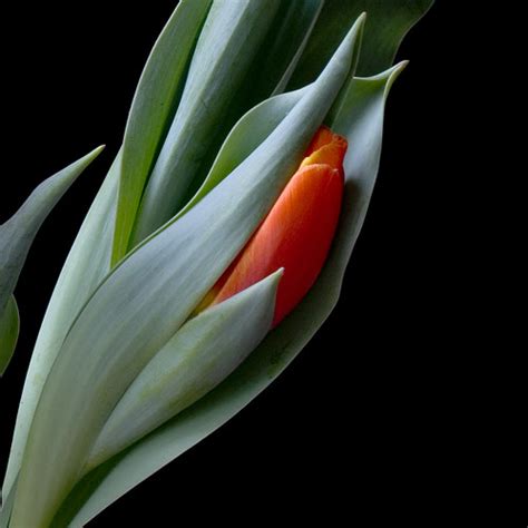 Tulip Bud | This was taken on my dining room table with ligh… | Flickr