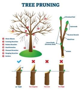 How to Prune a Maple Tree - StumpBustersLLC