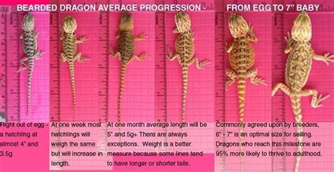 Reptile Facts - fluffybumsandscales: Baby bearded dragon average...