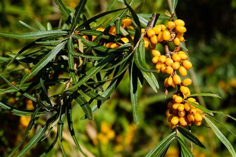 Premium Photo | Sea-buckthorn on the tree. sea buckthorn plants are ...