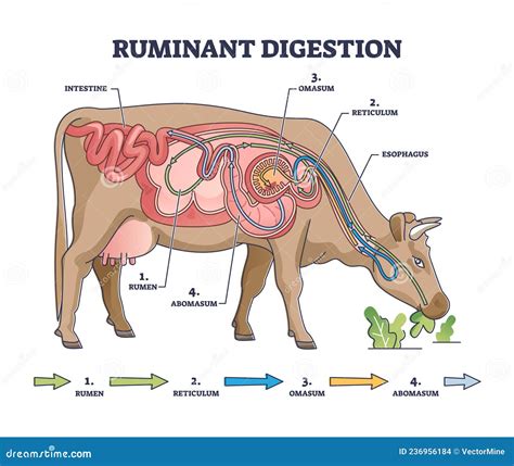 Ruminant Digestion System With Inner Digestive Structure Outline Diagram Vector Illustration ...