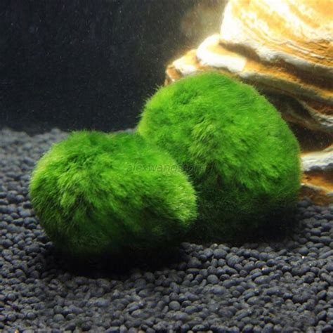 3-5cm Aquarium Marimo Balls Algae Fish Tank Ornaments Landscape AU 7846524393357 | eBay