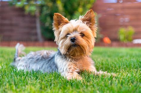 15 Best Small Dog Breeds that Don't Shed - DJANGO