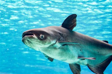 An Endangered Mekong Giant Catfish Pangasianodon Gigas while Swimming on a Blue Water Aquarium ...