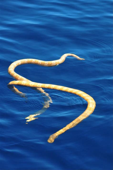 The Dragon's Tales: "Extinct" Sea Snakes Rediscovered in Australia