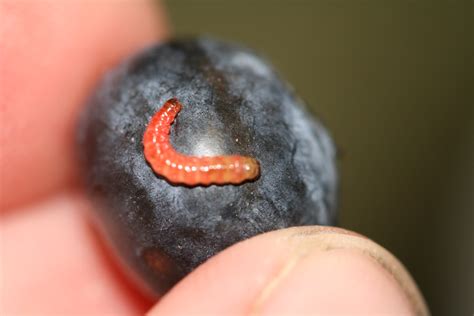 Cherry Fruitworm in Blueberries | NC State Extension