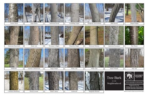 Identify Different Types of Trees with Biodiversity Sheets