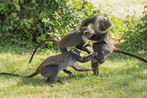 Monkeys fighting by Dereje Belachew - Photo 22277191 / 500px