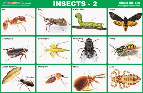 Insects Images With Names Chart