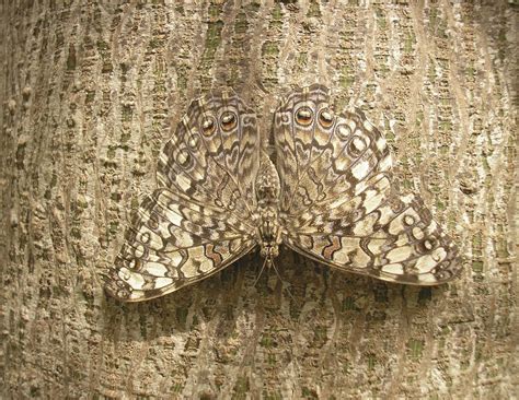 20+ Camouflage Animals That You Have to See to Believe