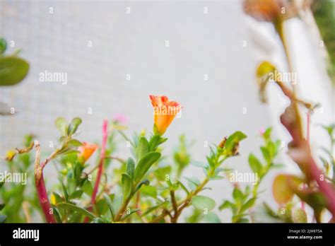 plant known as eleven o'clock in a garden in Rio de Janeiro Stock Photo - Alamy