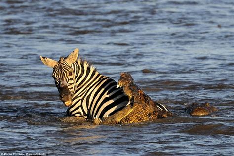 Top 10 Most Powerful Animal Bites - Science/Technology - Nigeria