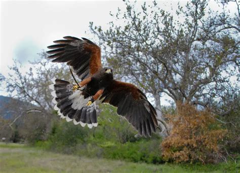 Harris Hawk Facts | Anatomy, Diet, Habitat, Behavior