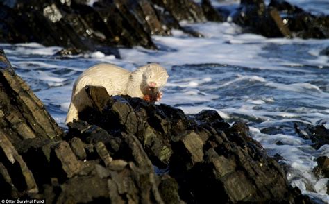 Albino otter enjoys a fishy breakfast with a sea view | Daily Mail Online