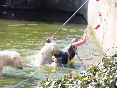 Woman survives polar bear mauling at Berlin Zoo – Cervantes