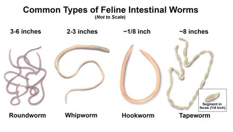 Dog worms: Roundworm identifying dog worms, Causes and Treatment