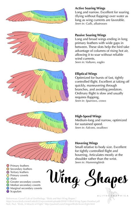 Bird Wing Shapes : r/coolguides