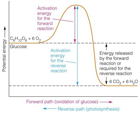 Activation Energy Diagram