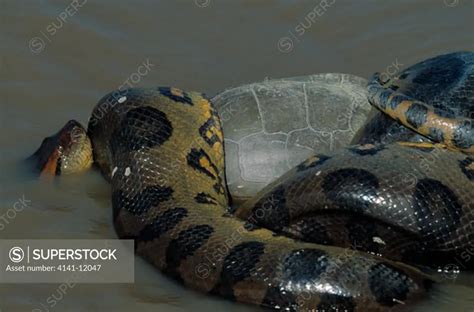 green anaconda eunectes murinus constricting river turtle prey llanos ...