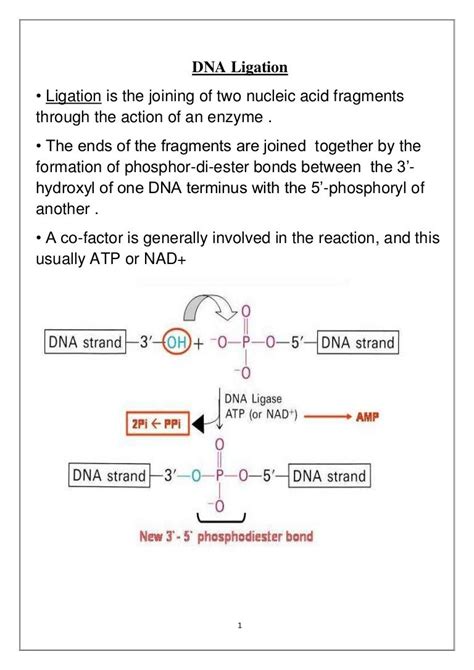 DNA Ligation