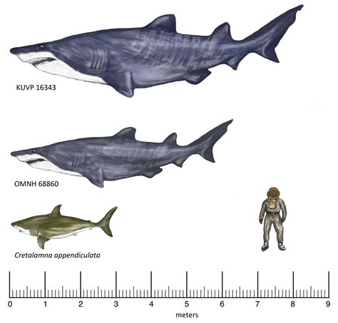 Monster Shark Once Trolled the Mesozoic Seas | Live Science