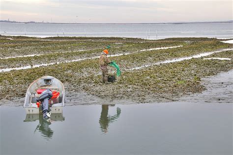 Oyster Farming Photograph by Alice Gipson | Fine Art America