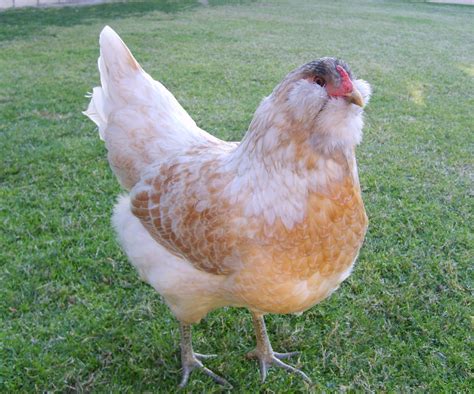 Easter Egger, Ameraucana and Araucana: What's The Difference ...