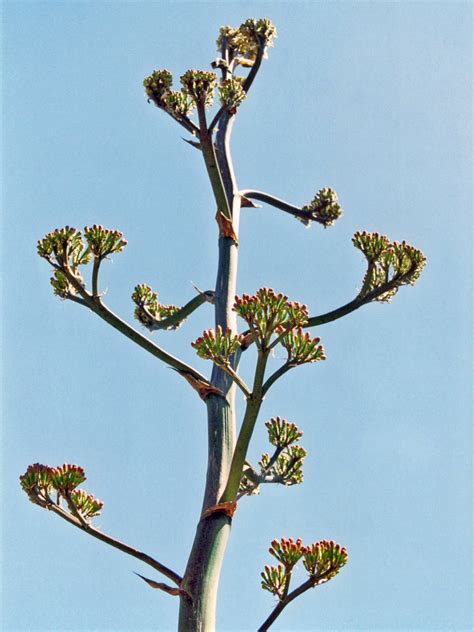 Agave Flower Stalk | Best Flower Site