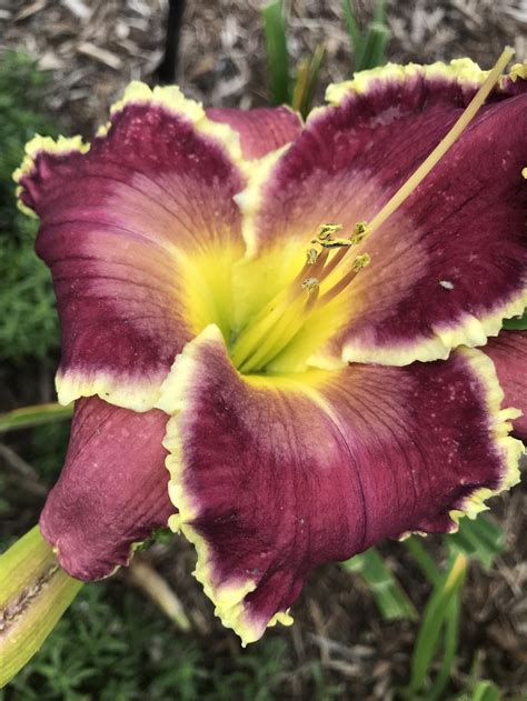 Looking for late blooming daylilies to extend the bloom season. Any ideas? in the Daylilies ...