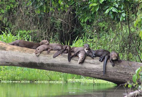 Giant Otter Conservation Program | Cocha Cashu Biological Station