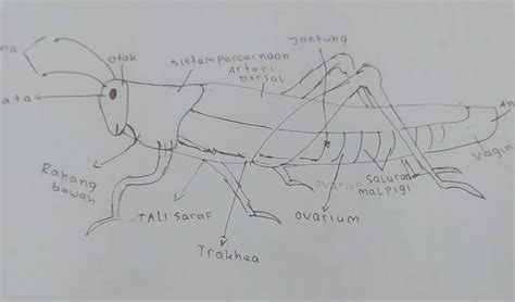 Detail Gambar Belalang Sketsa Koleksi Nomer 53