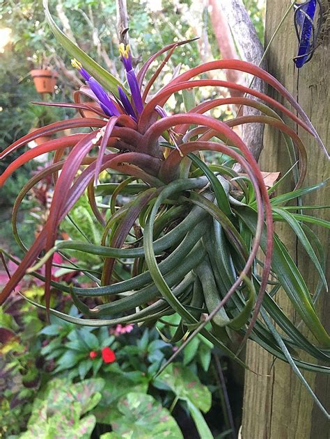 Air Plants: Plant Care and Collection of Varieties - Garden.org