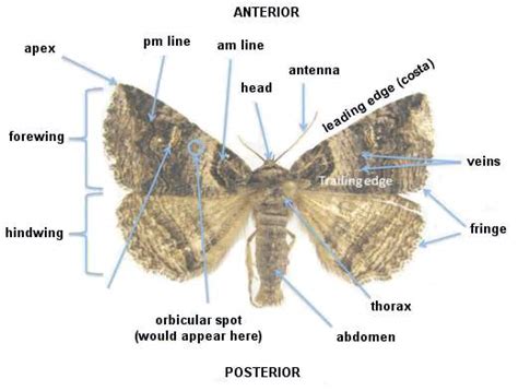 Lepidoptera Odonata Web Atlas: Glossary