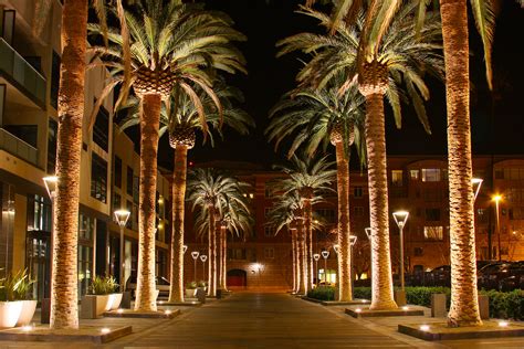 File:SAN JOSE CALIFORNIA PALM TREE 2010.jpg - Wikipedia