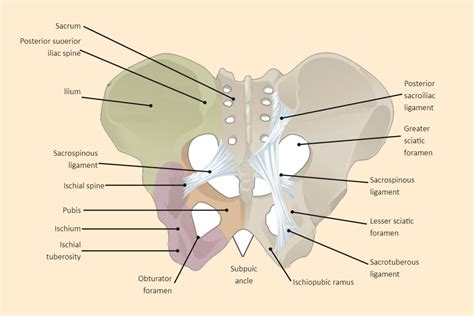 Pelvis Labeled | Pelve