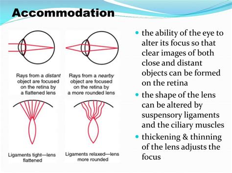 PPT - The Eye: Structure & Function PowerPoint Presentation, free download - ID:2843397