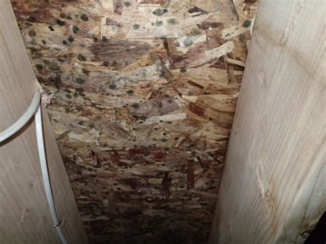 Mold In Crawl Space | Identification, Prevention & Removal Strategies - Environix