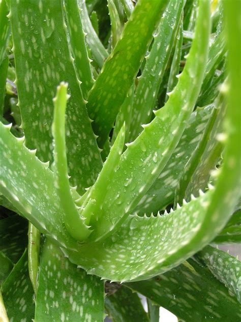 Aloe vera | Diseases and Pests, Description, Uses, Propagation