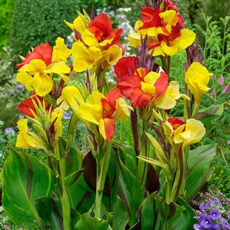 30 Best Types of Canna Lily Varieties | Balcony Garden Web