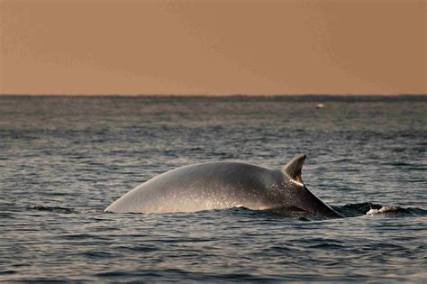 Learn About the 14 Baleen Whale Species