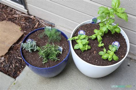 How To Make A Potted Herb Garden | Life On Virginia Street