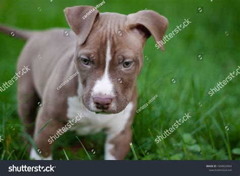 What Should I Look For In A Pitbull Puppy