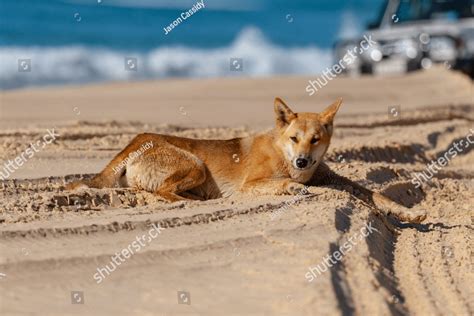 Dingo at Fraser Island Nature Stock Photos | Creative Market