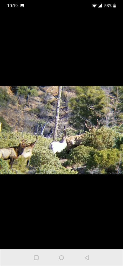 🔥 Albino Bull elk (WMAT Reservation) : r/NatureIsFuckingLit