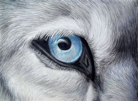 The gaze of a wolf reaches down into the depths of your soul. / Colored pencils on 7″ × 8.5 ...