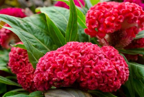 Shop Celosia, Cockscomb Tall and other Seeds at Harvesting History