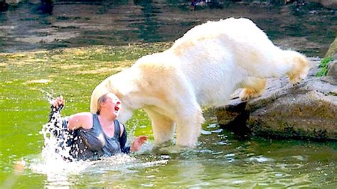 Polar Bear Attack Zoo