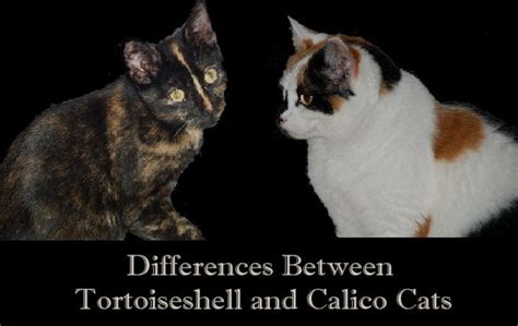 23+ awesome photograph Calico Cat Coloring Page - Differences Between Tortoiseshell And Calico ...