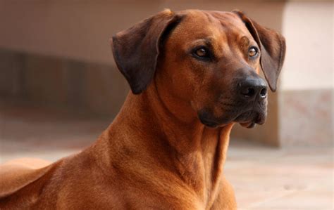 Rhodesian Ridgeback Dog Breed » Information, Pictures, & More